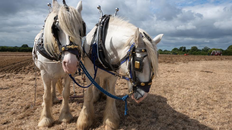 two grey shire horses pulling a cart